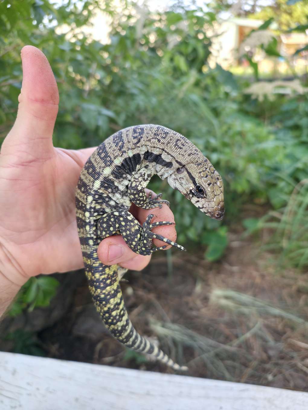 Female Blue Tegu- JJ x Tiffany