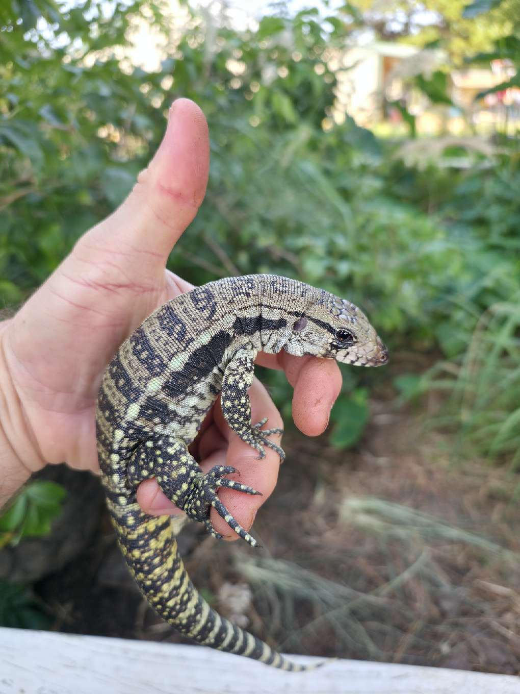 Female Blue Tegu- JJ x Tiffany