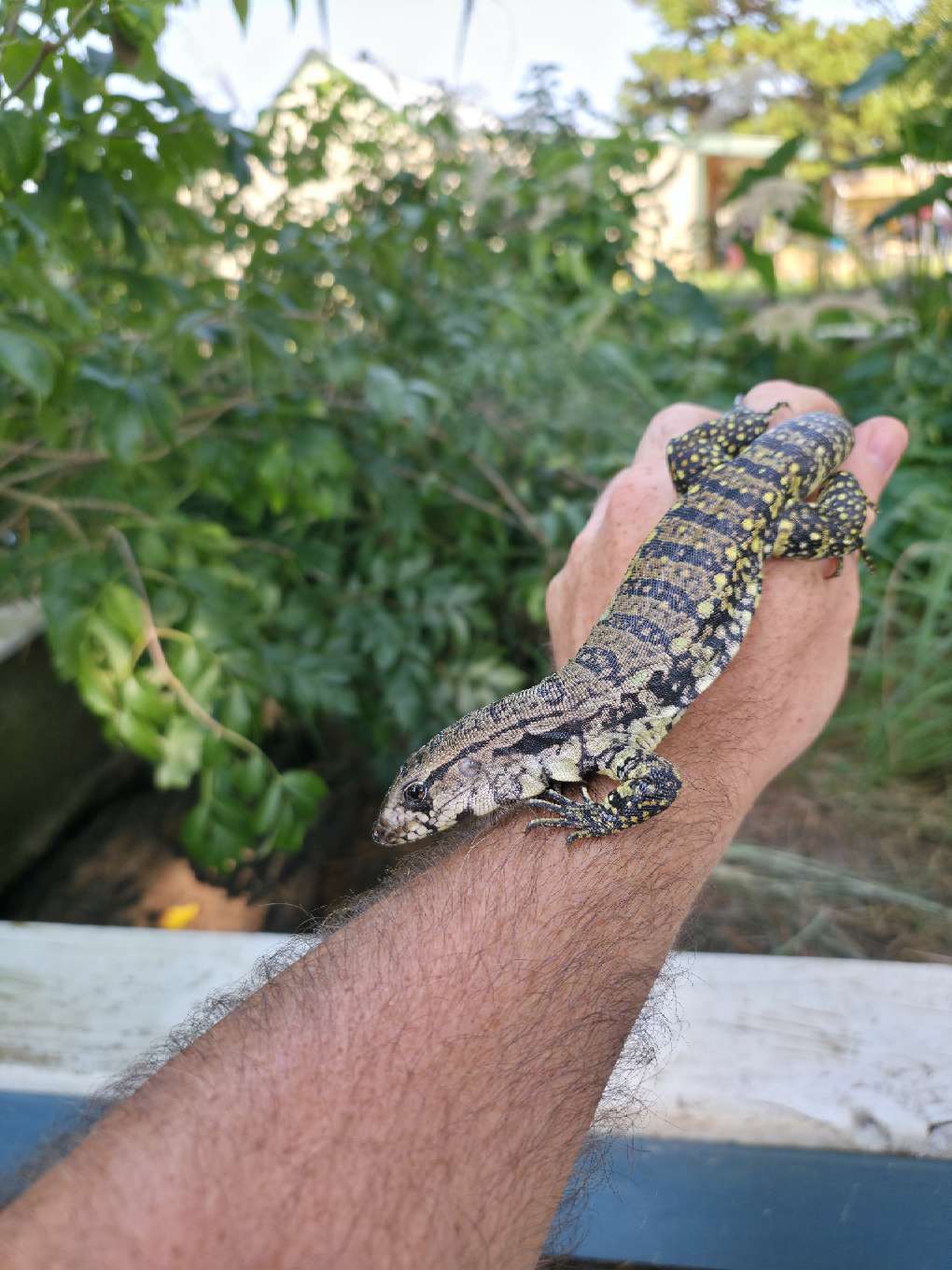 Female Blue Tegu- JJ x Tiffany