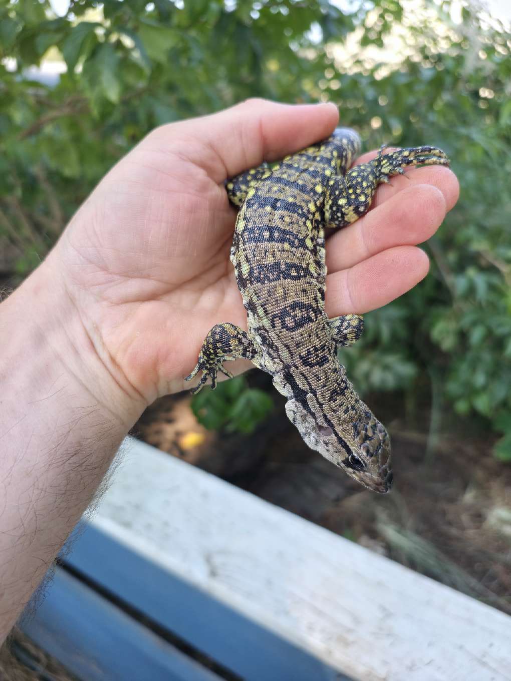 Female Blue Tegu- JJ x Tiffany