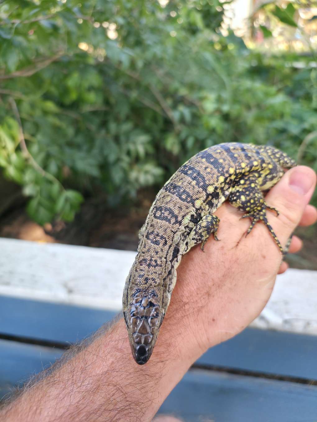 Female Blue Tegu- JJ x Tiffany