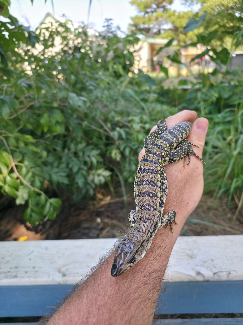 Female Blue Tegu- JJ x Tiffany