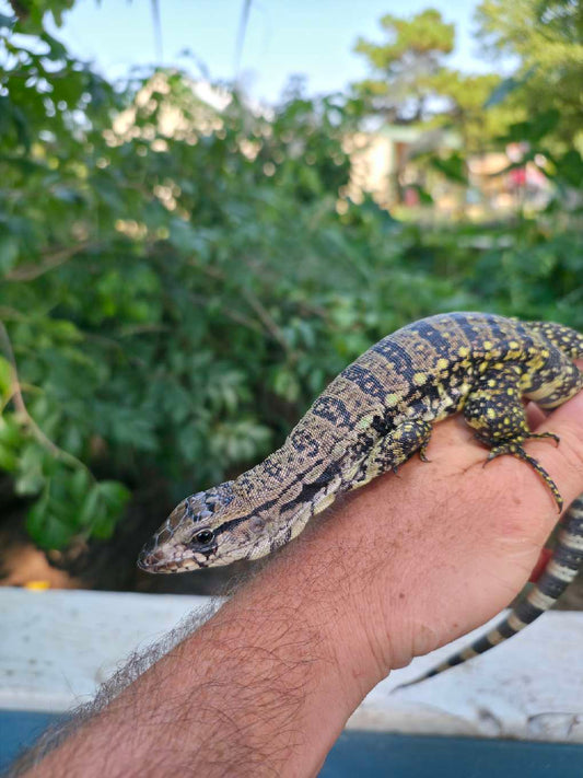 Female Blue Tegu- JJ x Tiffany