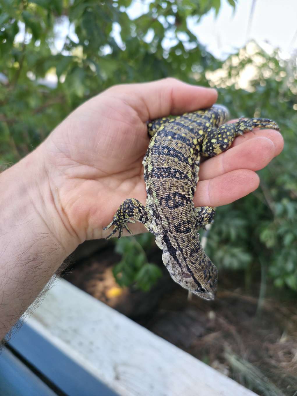 Female Blue Tegu- JJ x Tiffany