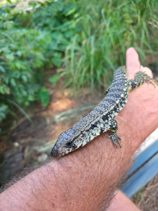 Male Blue Tegu- JJ x Tiffany