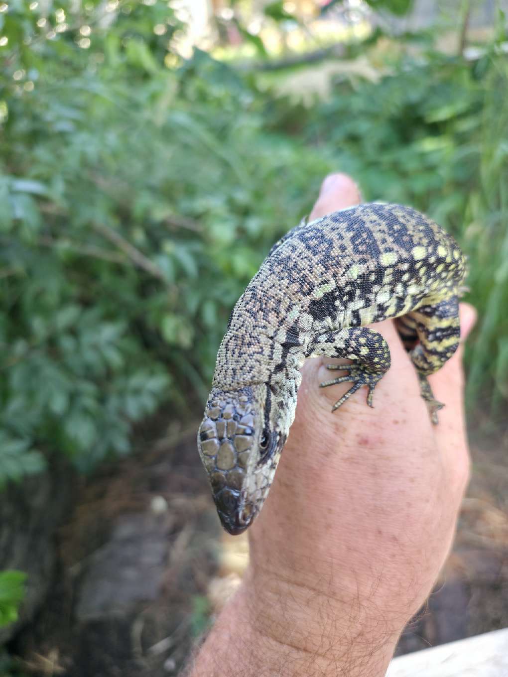 Male Blue Tegu- JJ x Tiffany