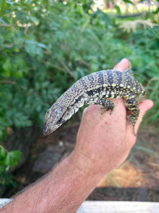 Male Blue Tegu- JJ x Tiffany