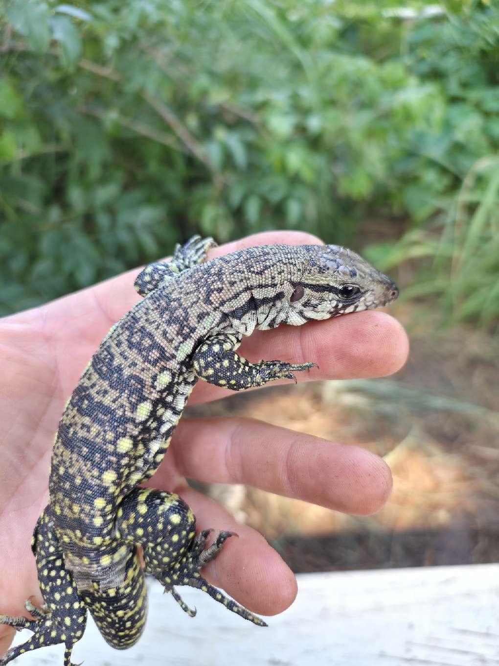 Male Blue Tegu- JJ x Tiffany