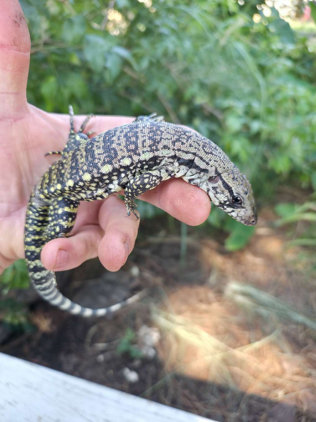 Male Blue Tegu- JJ x Tiffany