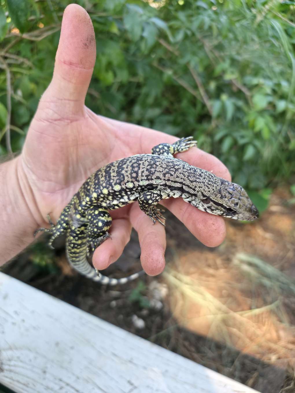 Male Blue Tegu- JJ x Tiffany