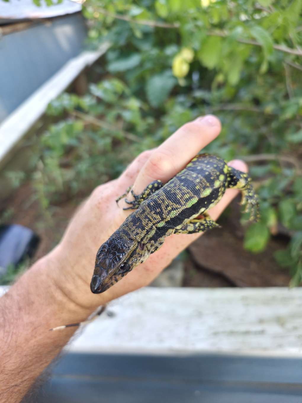 Male Blue Tegu 66% Het Albino- Azurite x Triana