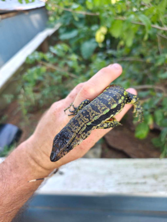 Male Blue Tegu 66% Het Albino- Azurite x Triana