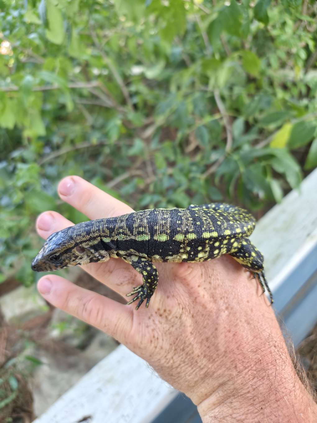 Male Blue Tegu 66% Het Albino- Azurite x Triana
