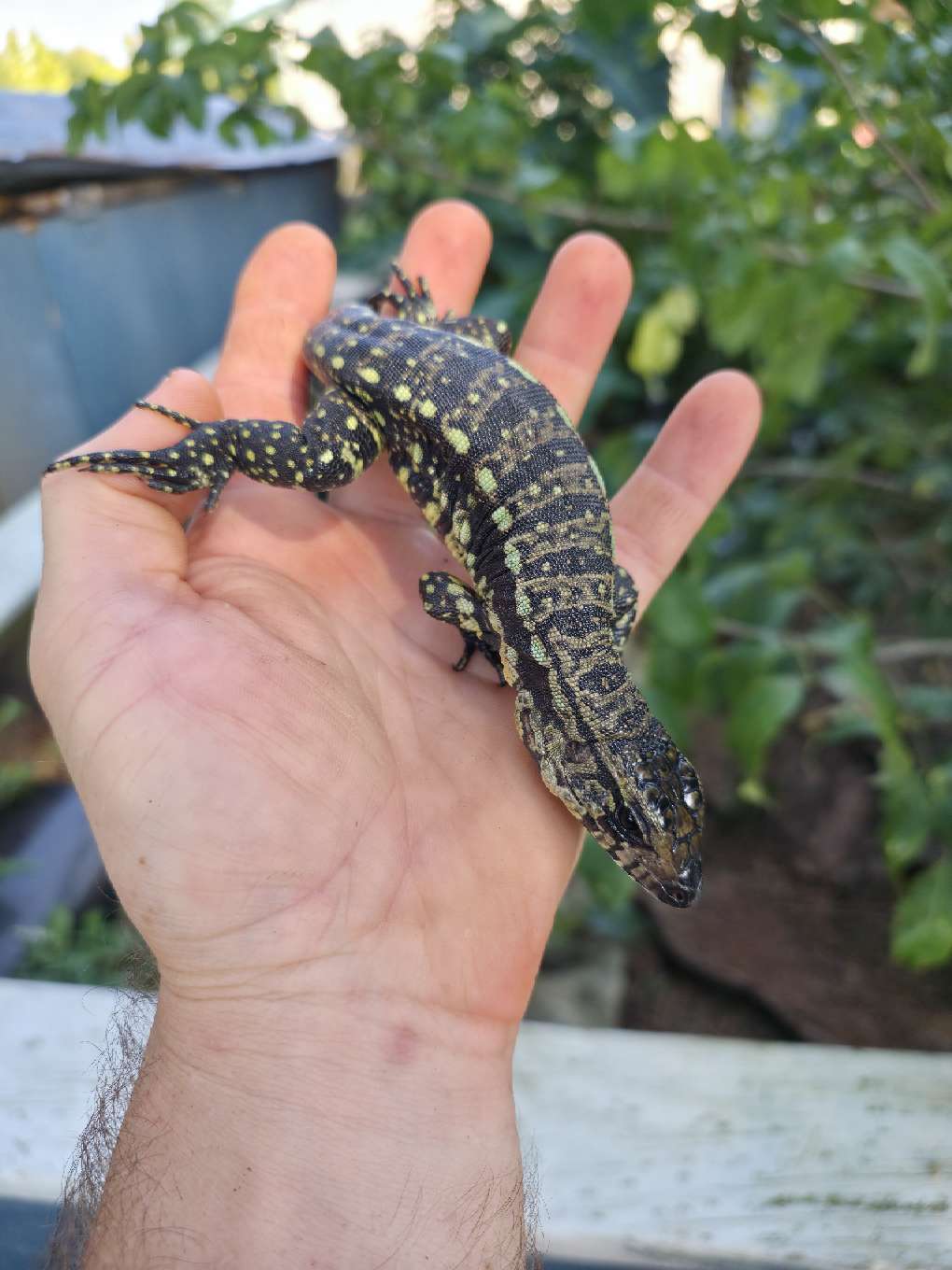 Blue Tegu 66% Het Albino- Azurite x Triana