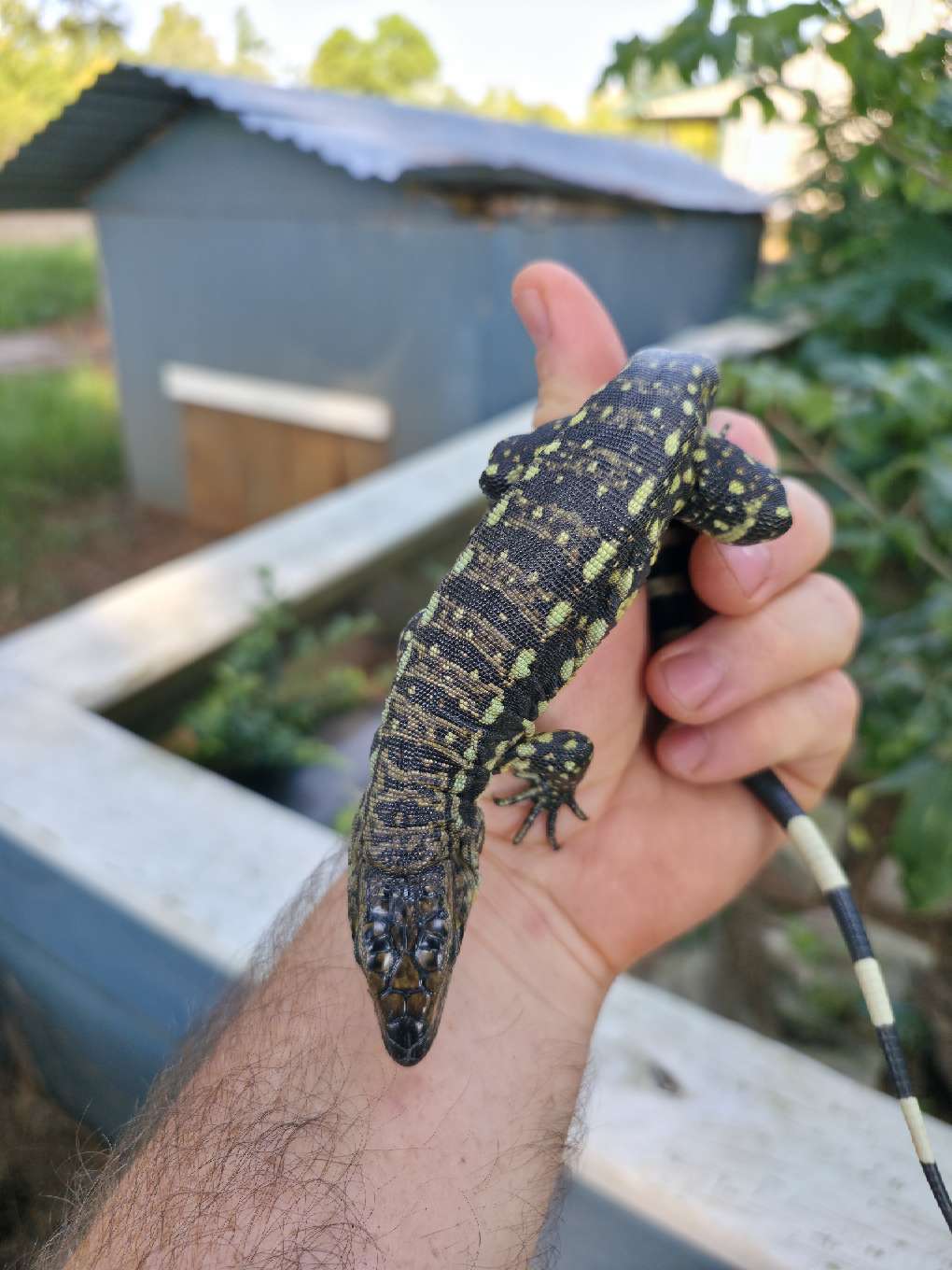 Blue Tegu 66% Het Albino- Azurite x Triana