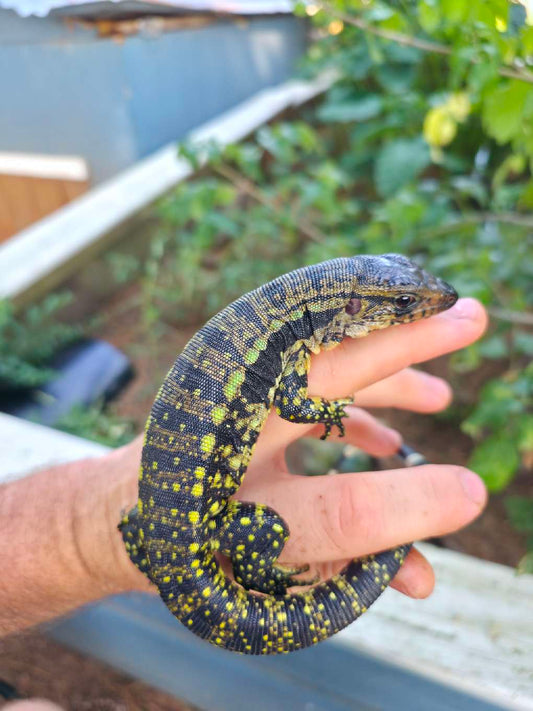 Male Blue Tegu 66% Het Albino- Azurite x Triana