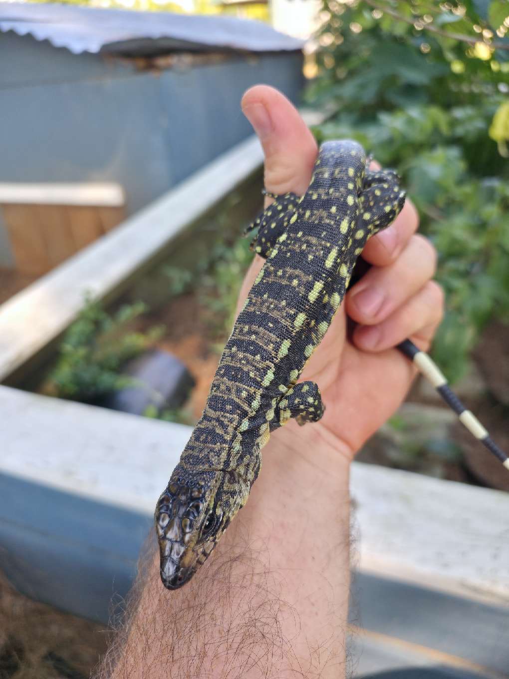 Blue Tegu 66% Het Albino- Azurite x Triana