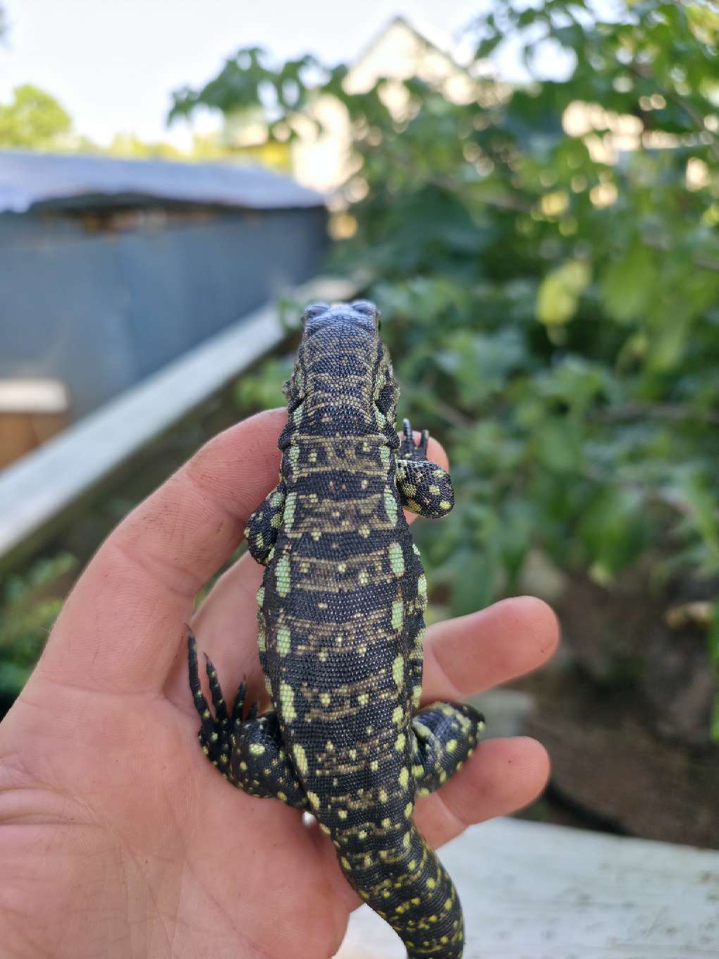 Blue Tegu 66% Het Albino- Azurite x Triana