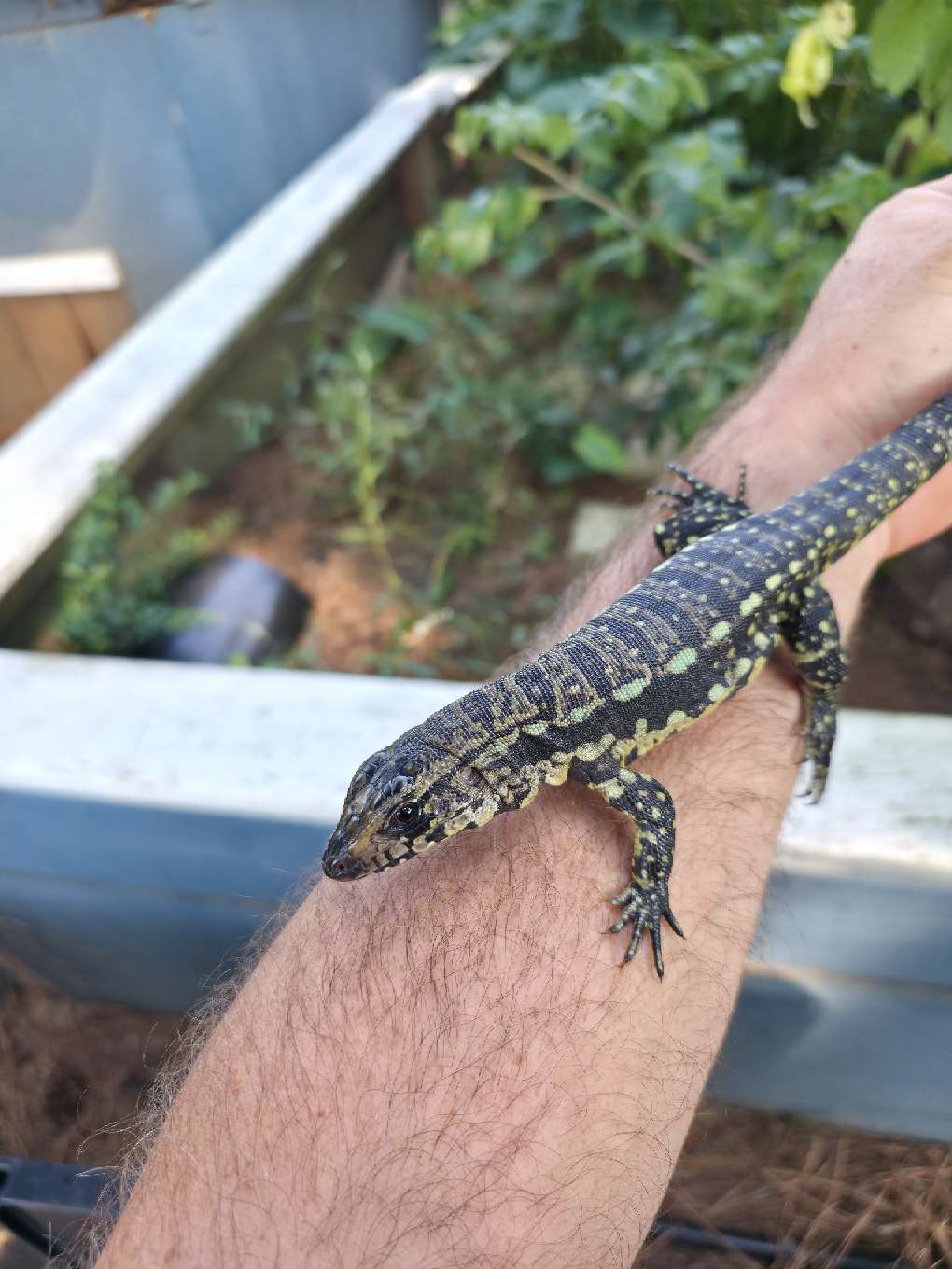 Blue Tegu 66% Het Albino- Azurite x Triana