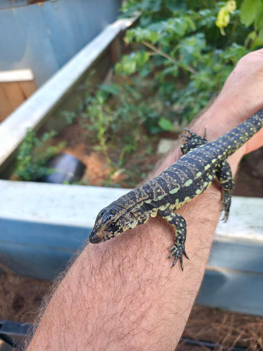 Blue Tegu 66% Het Albino- Azurite x Triana
