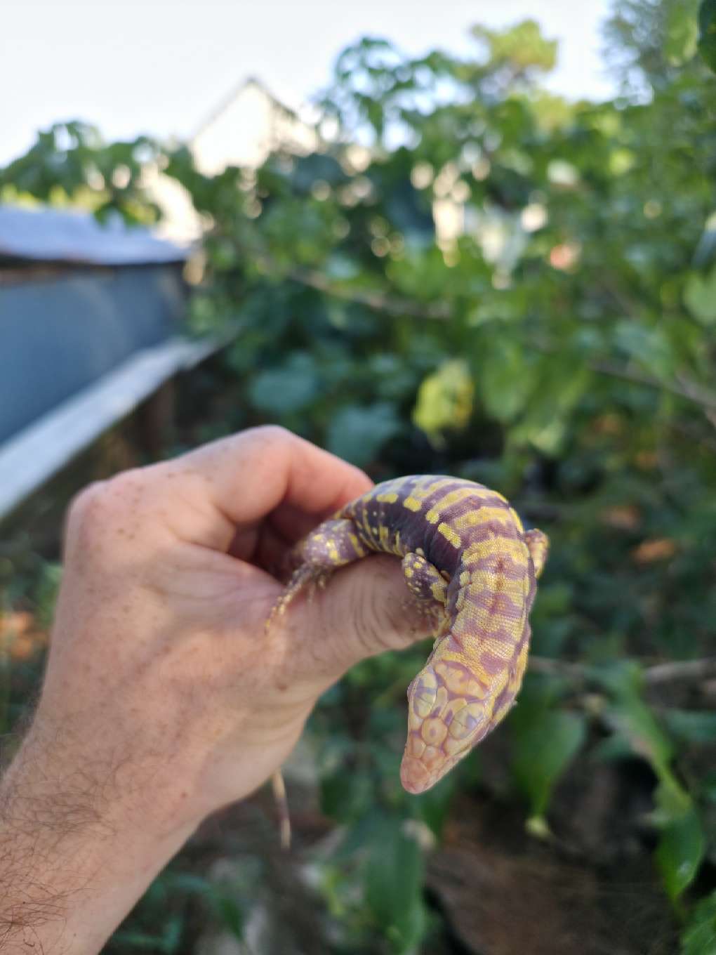 Male Blue Albino Tegu- Tsunami x Luna
