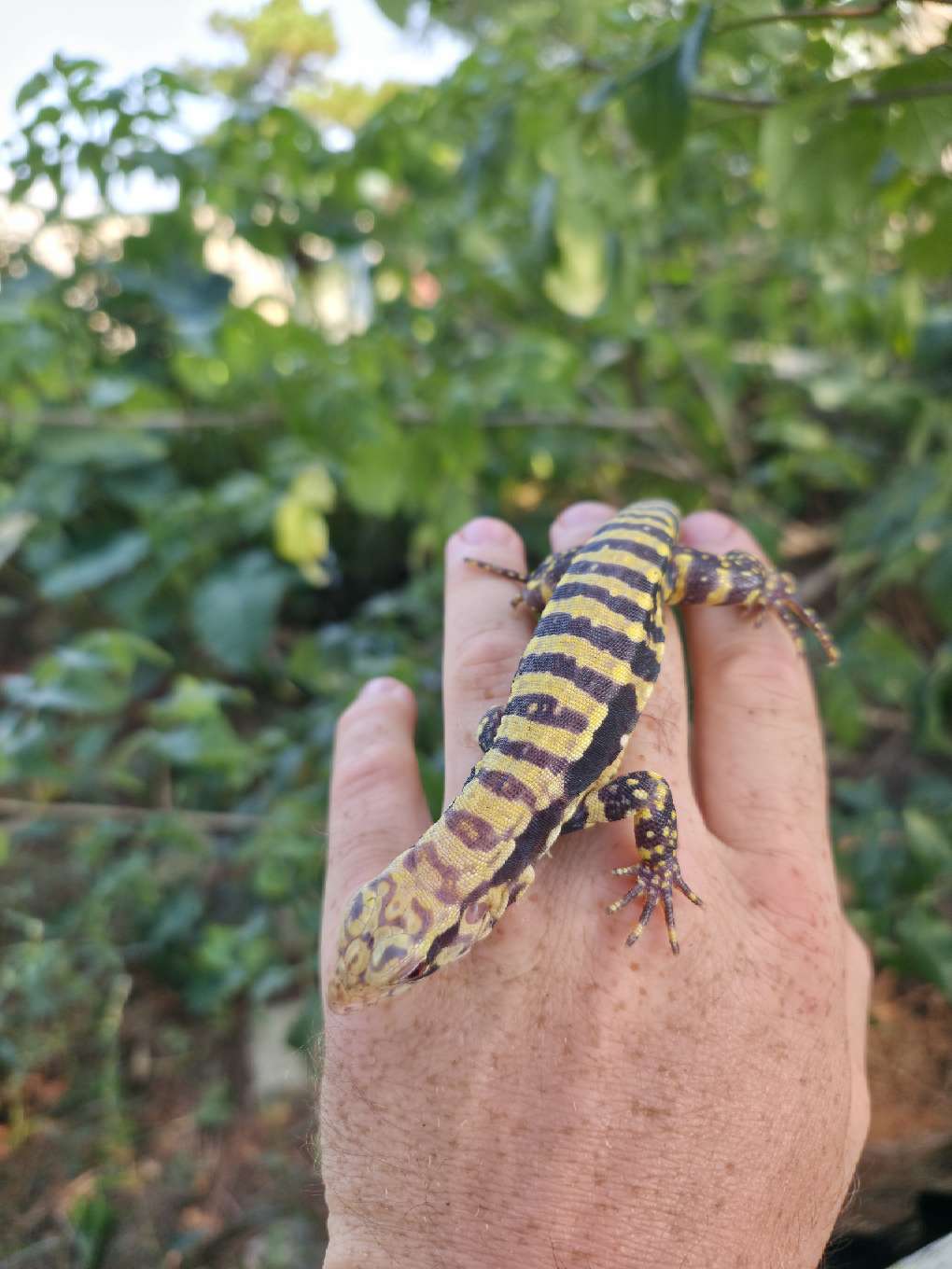 Female Blue Albino Tegu- Tsunami x Luna