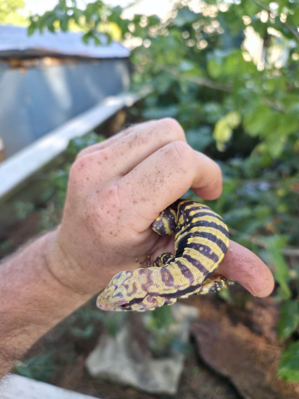 Female Blue Albino Tegu- Tsunami x Luna