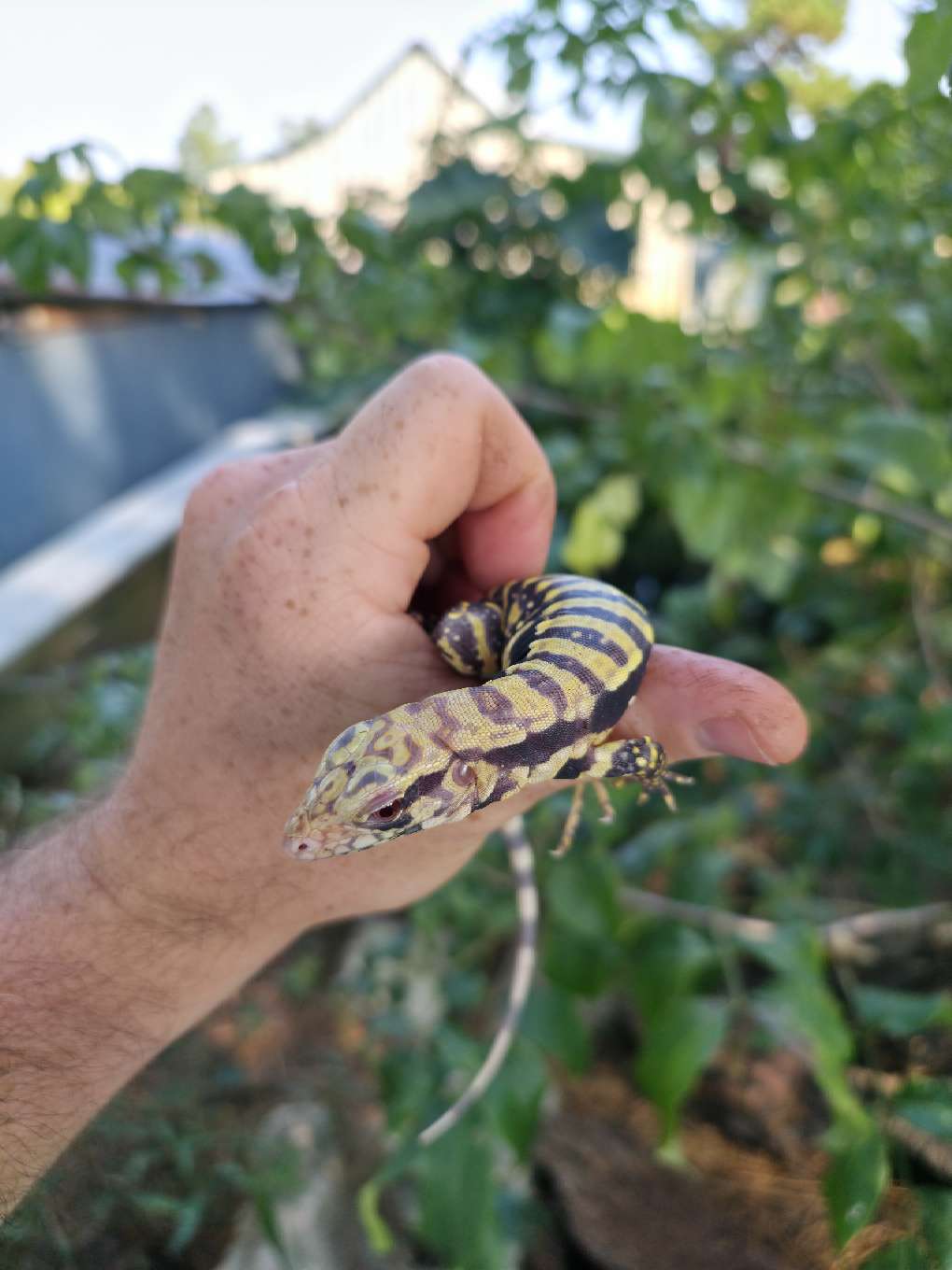 Female Blue Albino Tegu- Tsunami x Luna