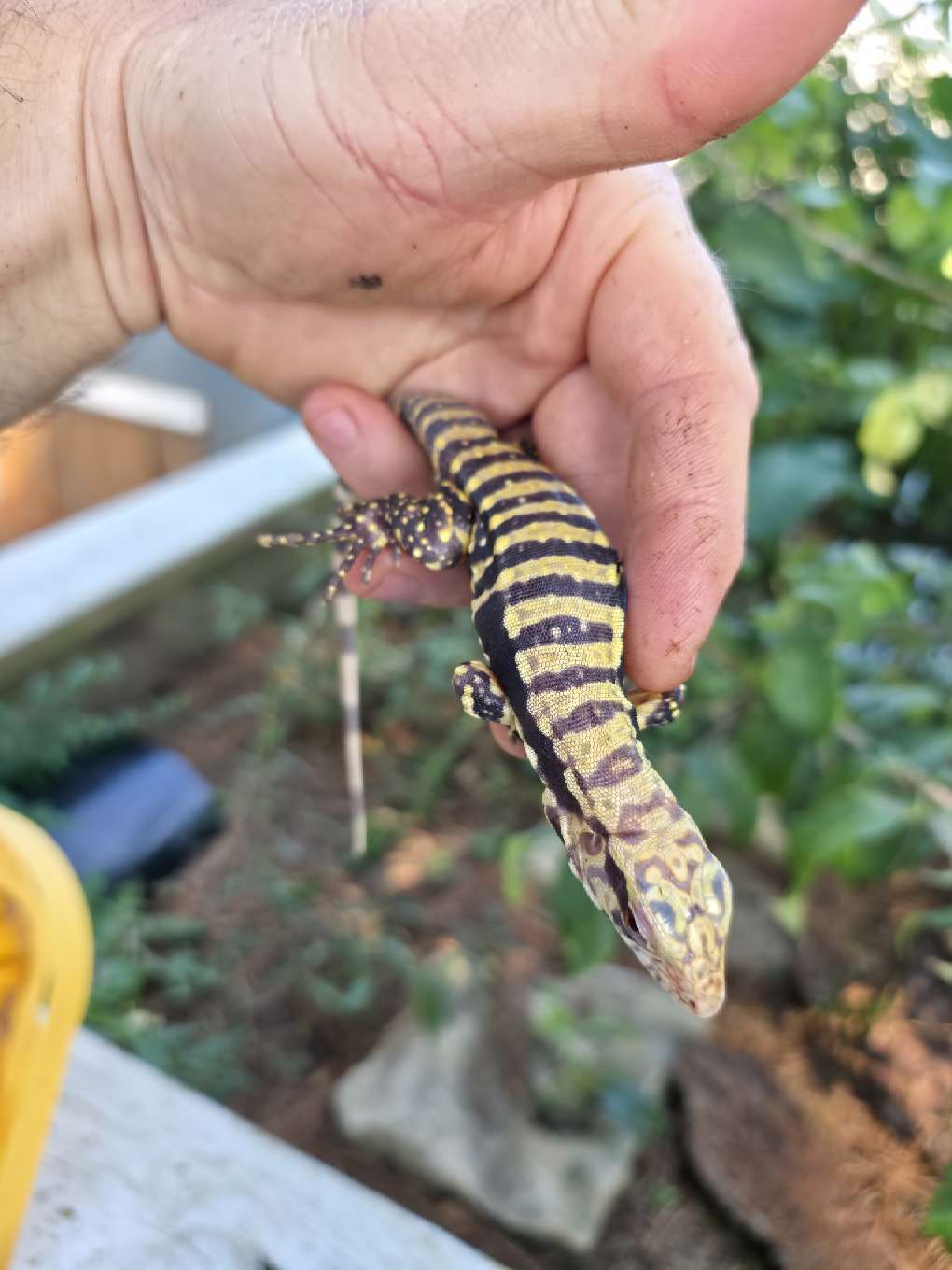 Female Blue Albino Tegu- Tsunami x Luna