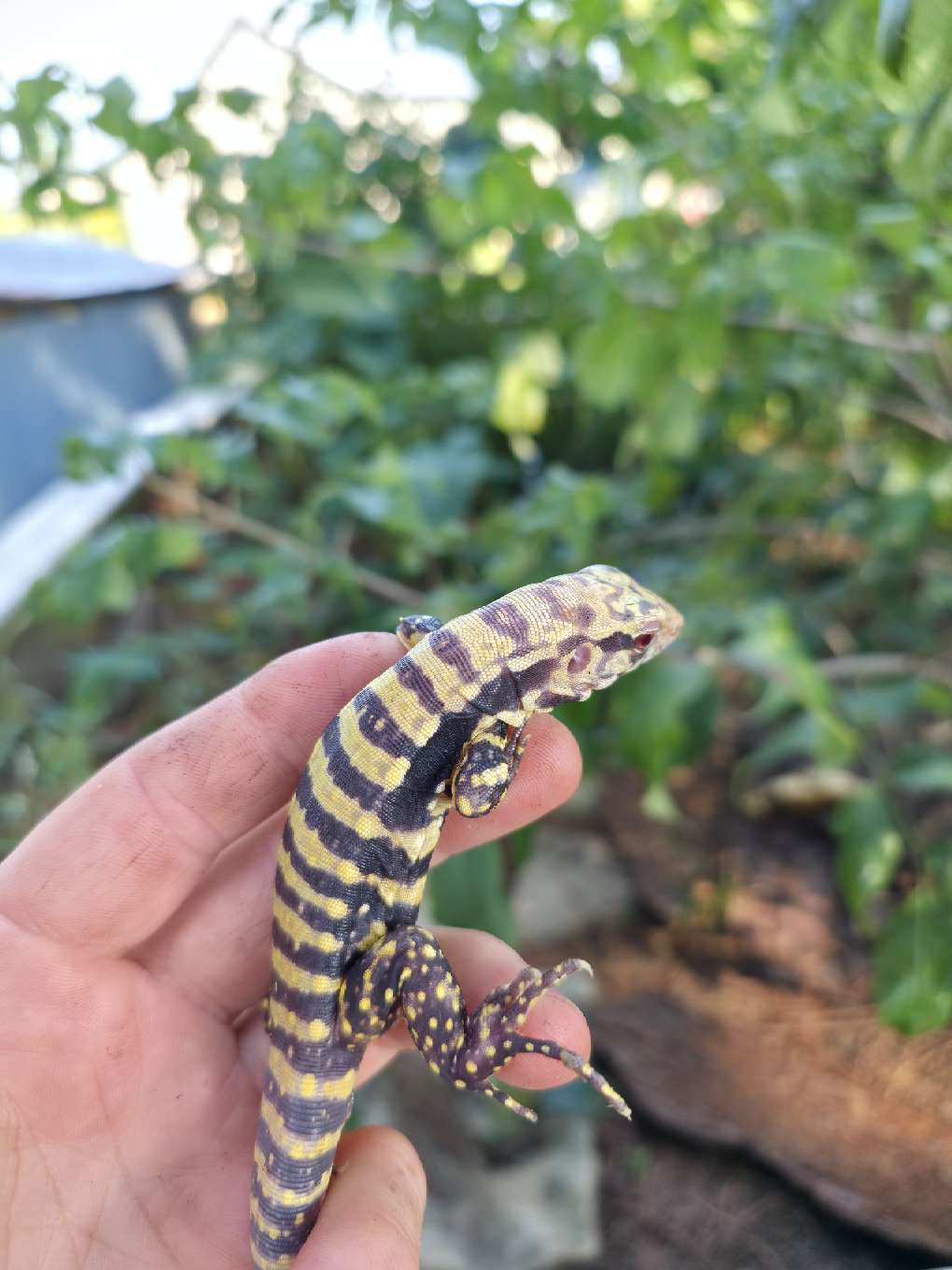 Female Blue Albino Tegu- Tsunami x Luna
