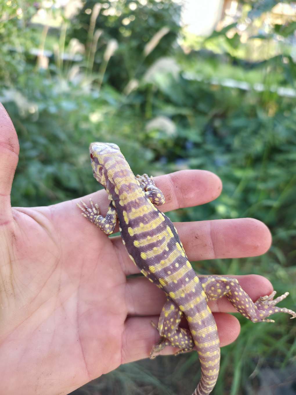 Male Blue Albino Tegu- Tsunami x Luna