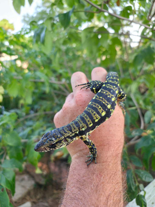 Female Blue Tegu 100% Het Albino- Tsunami x Luna