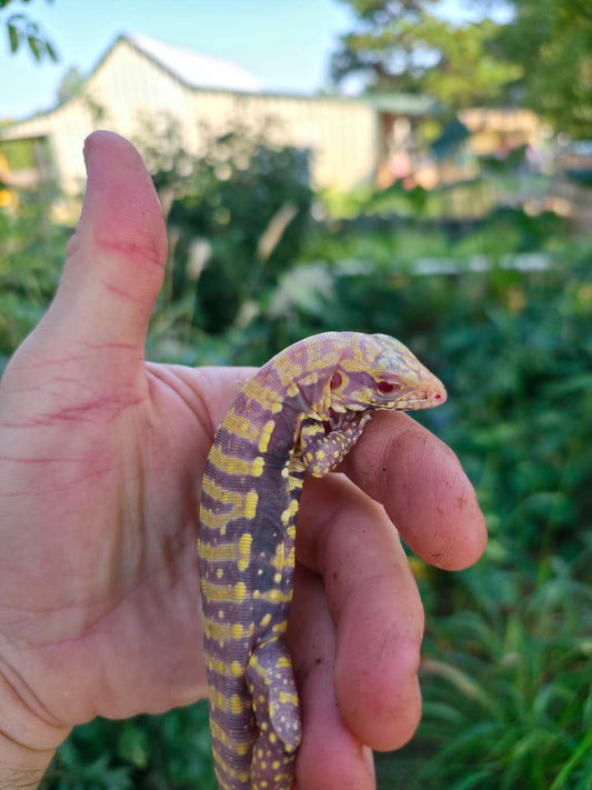 Male Blue Albino Tegu- Tsunami x Luna
