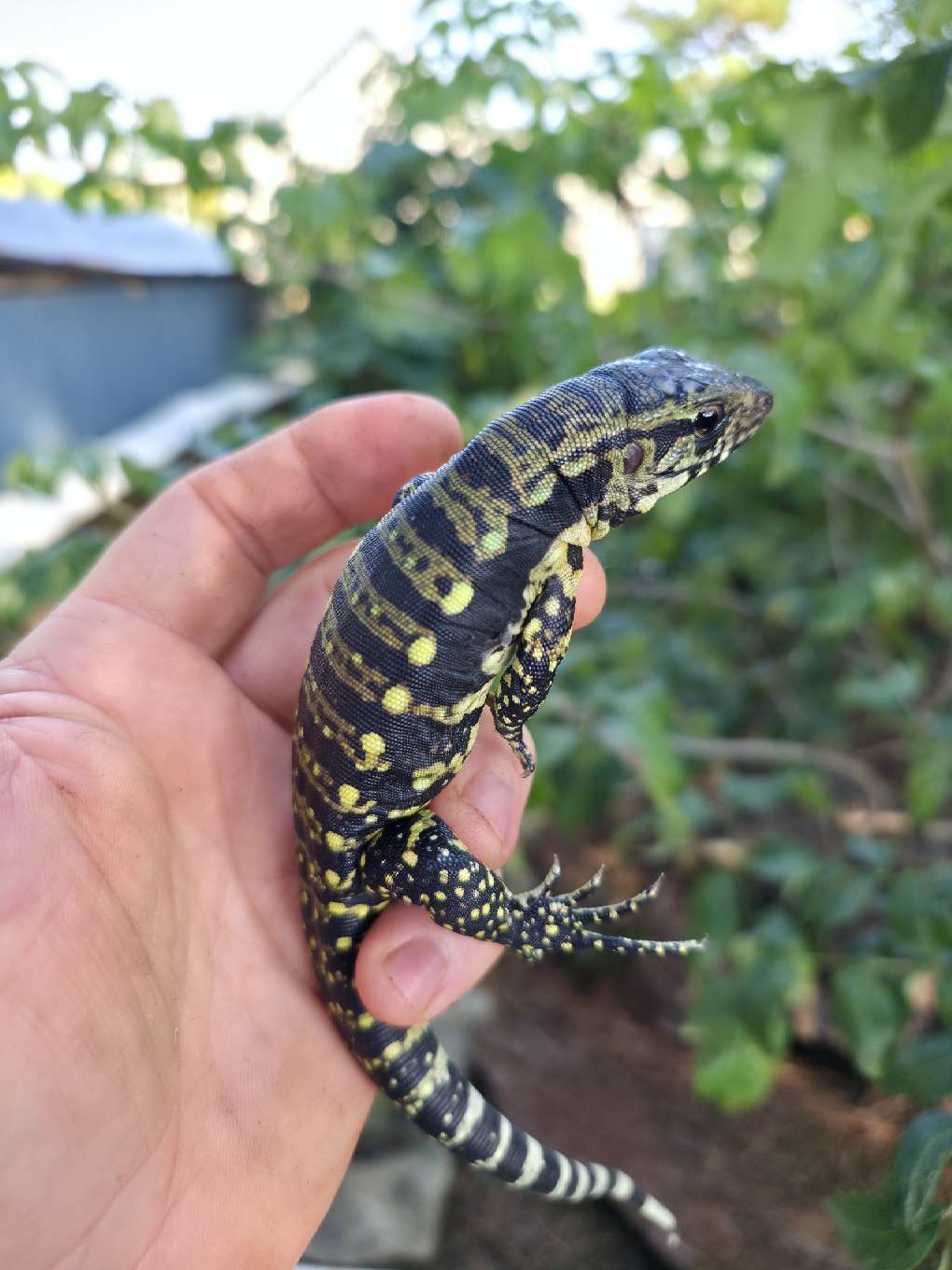 Female Blue Tegu 100% Het Albino- Tsunami x Luna