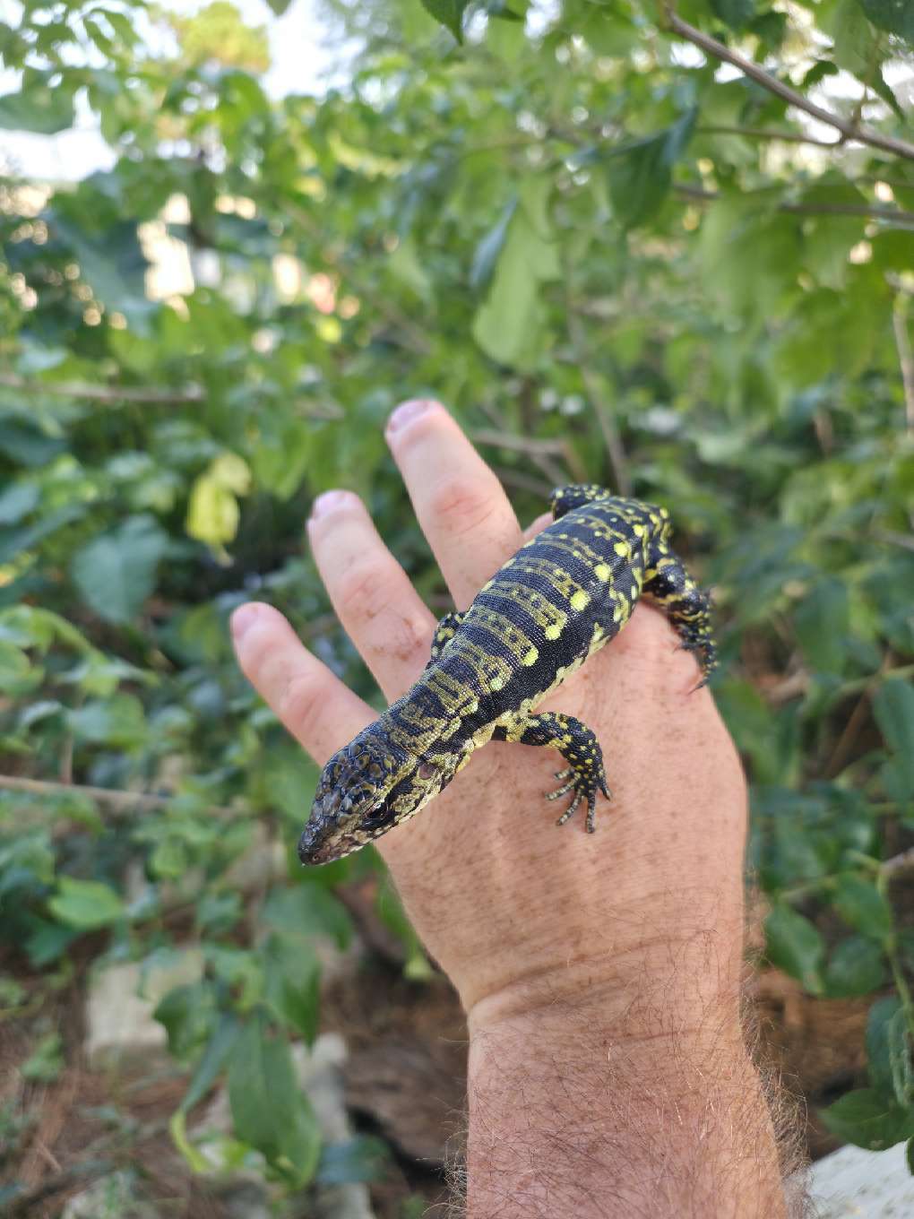 Female Blue Tegu 100% Het Albino- Tsunami x Luna