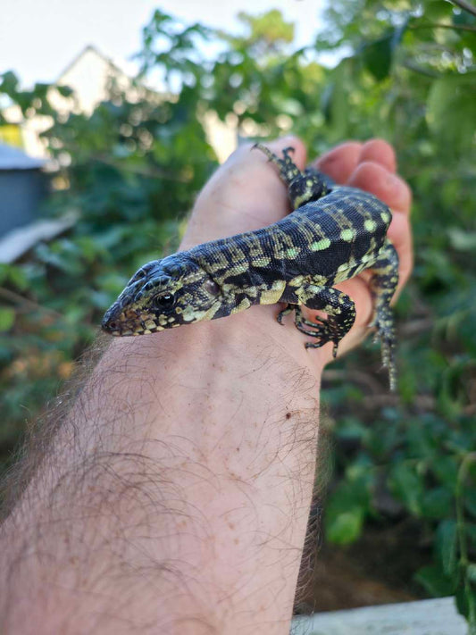 Male Blue Tegu 100% Het Albino- Tsunami x Luna