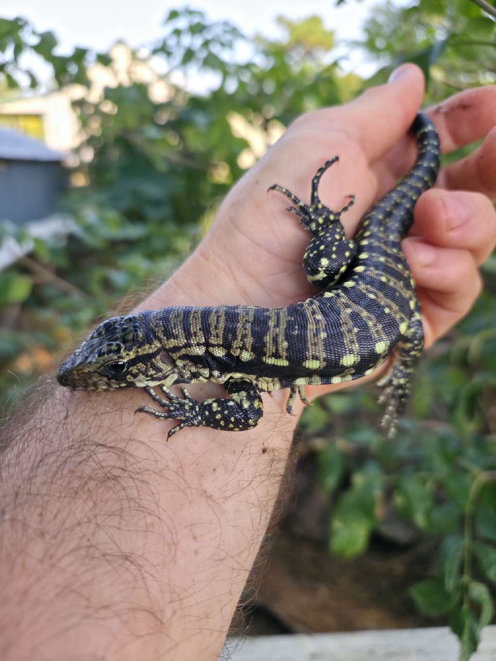 Male Blue Tegu 100% Het Albino- Tsunami x Luna