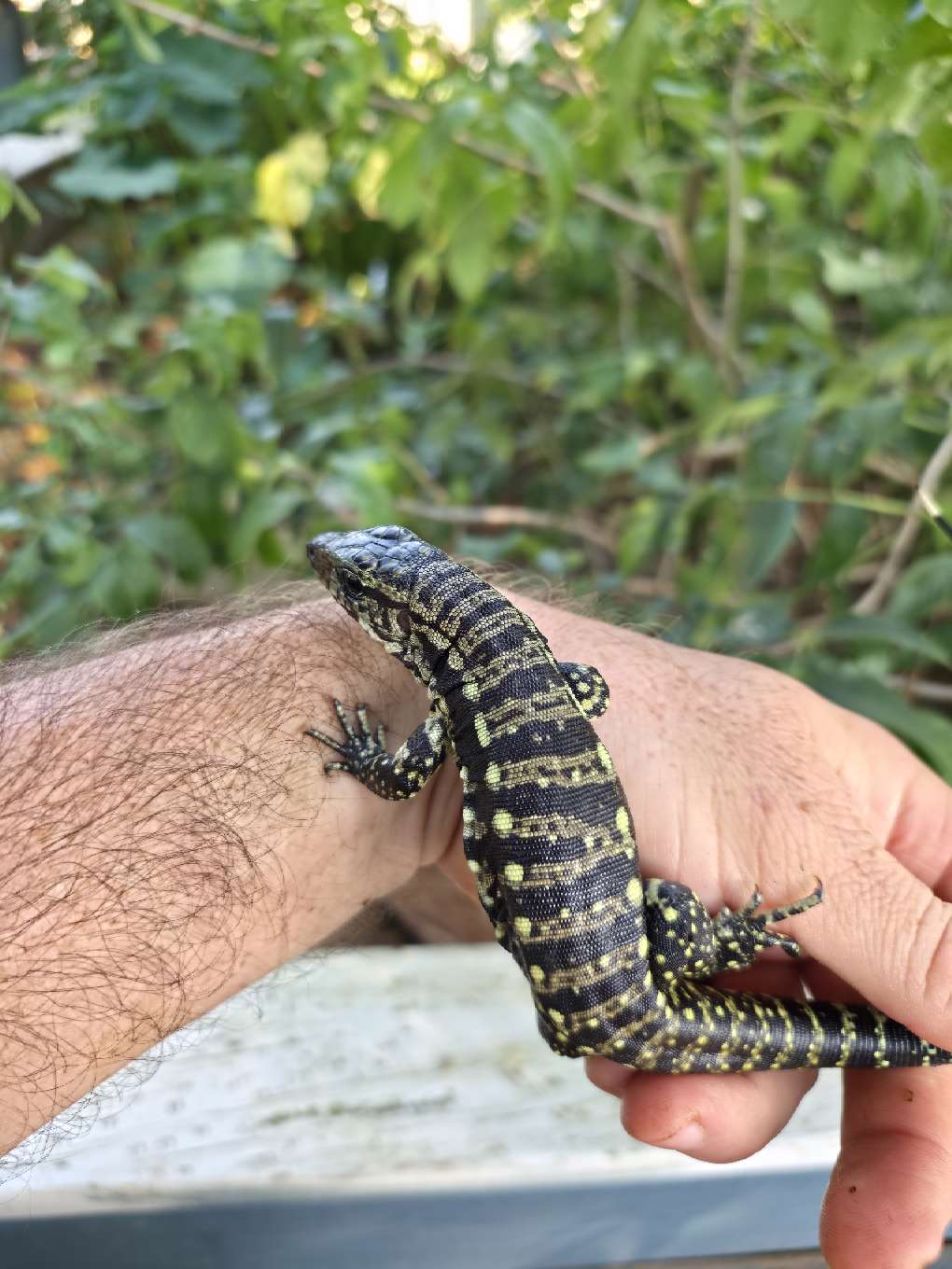 Male Blue Tegu 100% Het Albino- Tsunami x Luna
