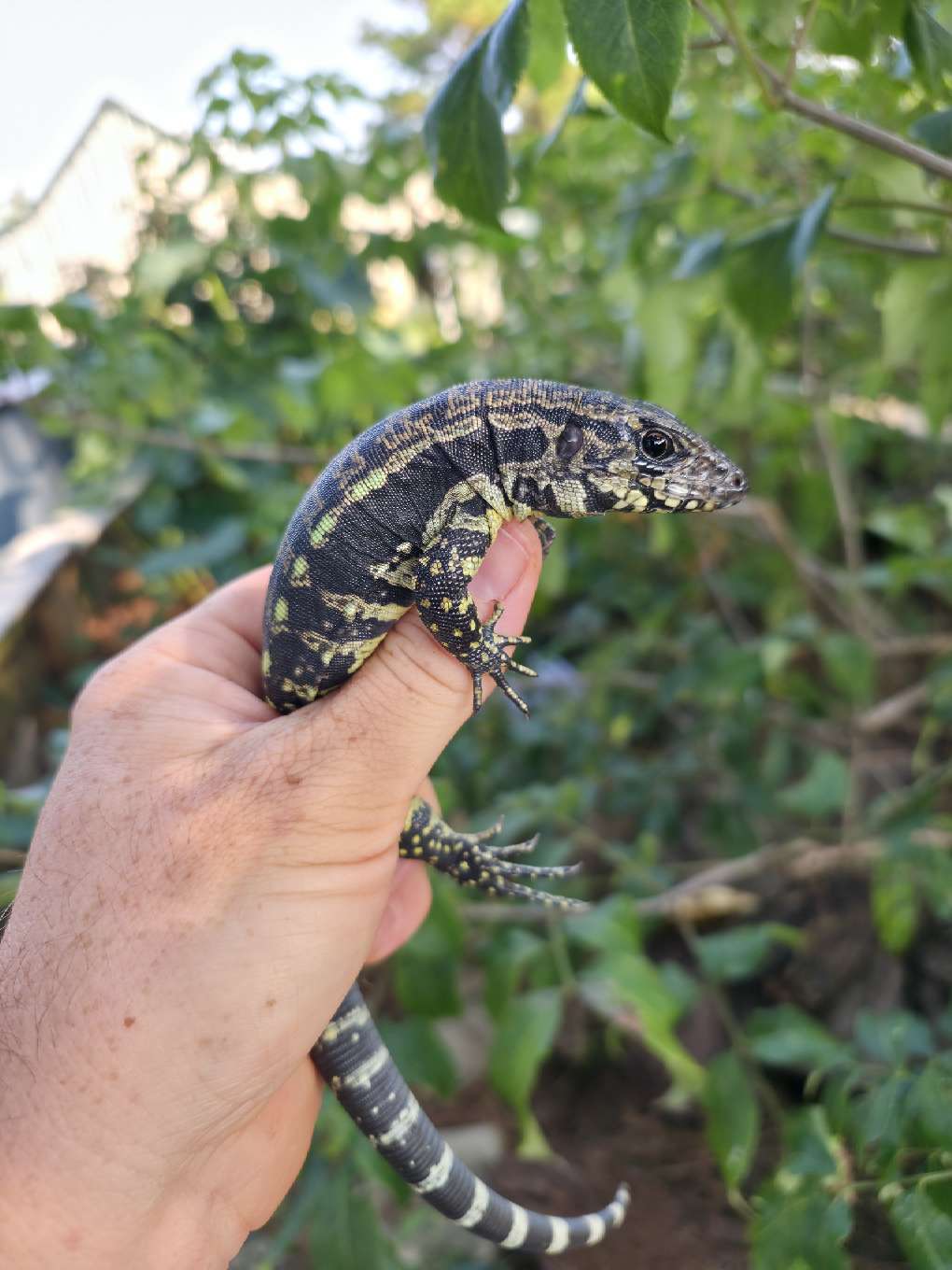 Female Blue Tegu- Legacy  X Stormy