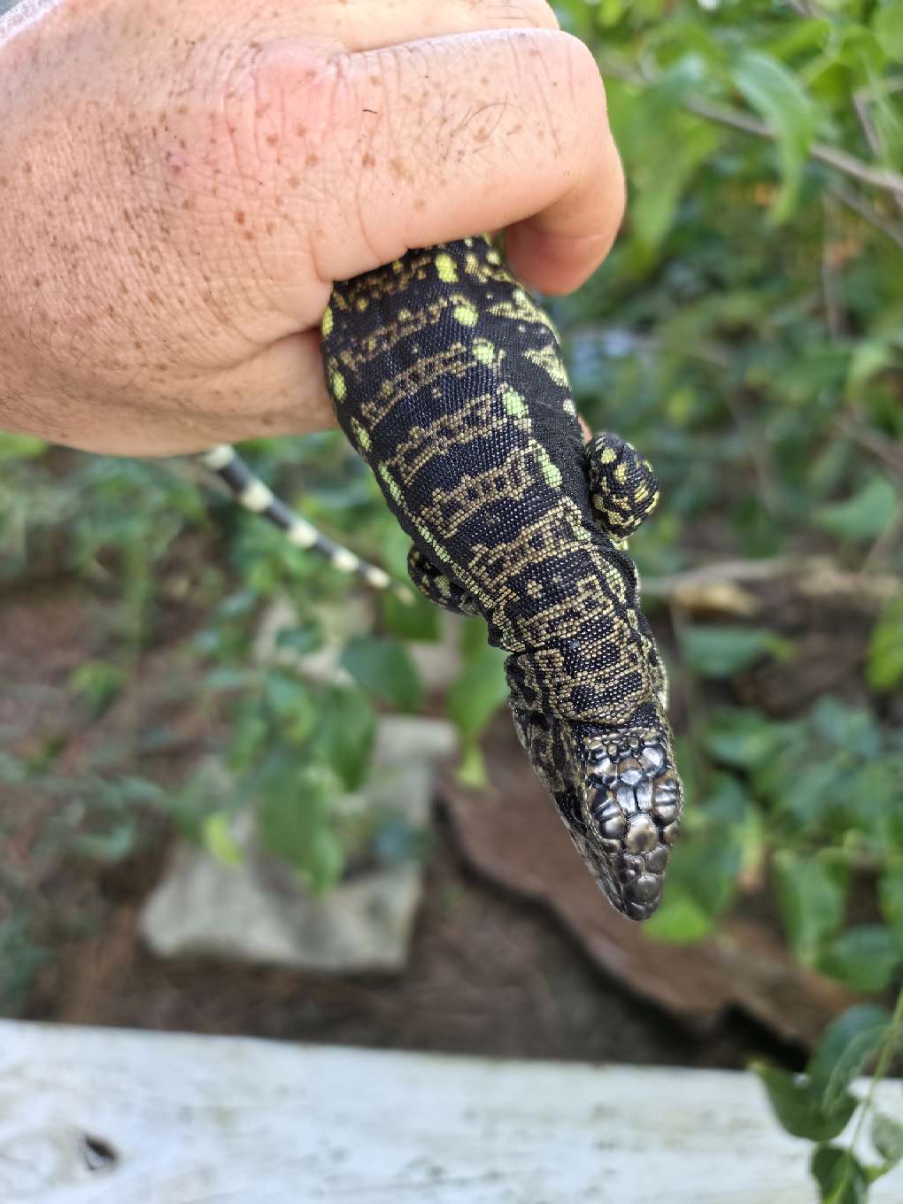 Female Blue Tegu- Legacy  X Stormy