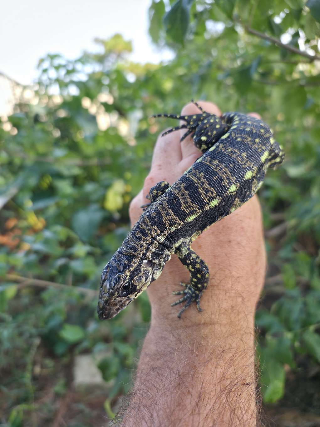 Female Blue Tegu- Legacy  X Stormy