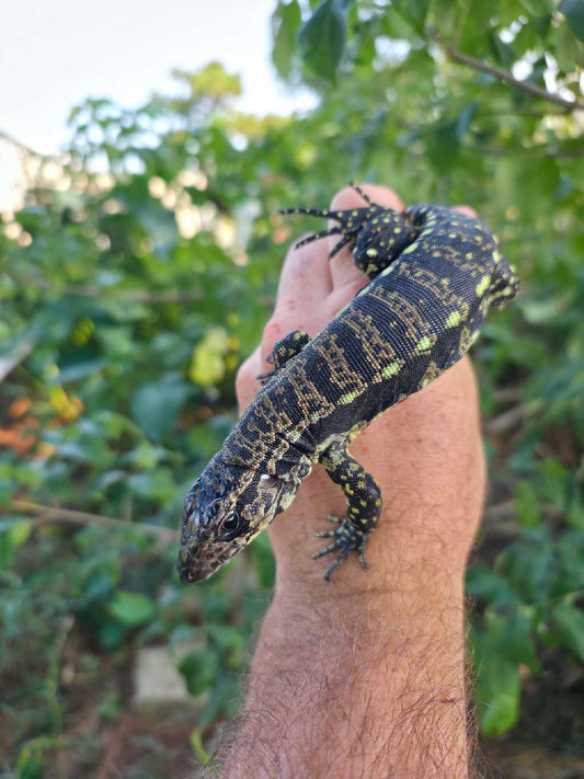 Female Blue Tegu- Legacy  X Stormy