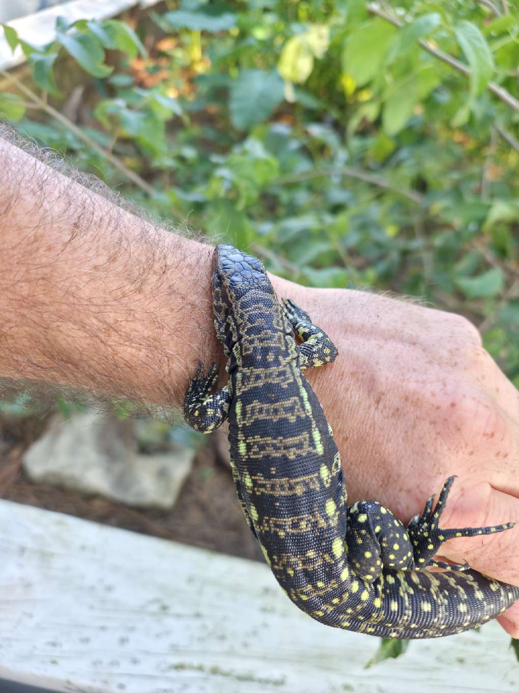 Female Blue Tegu- Legacy  X Stormy