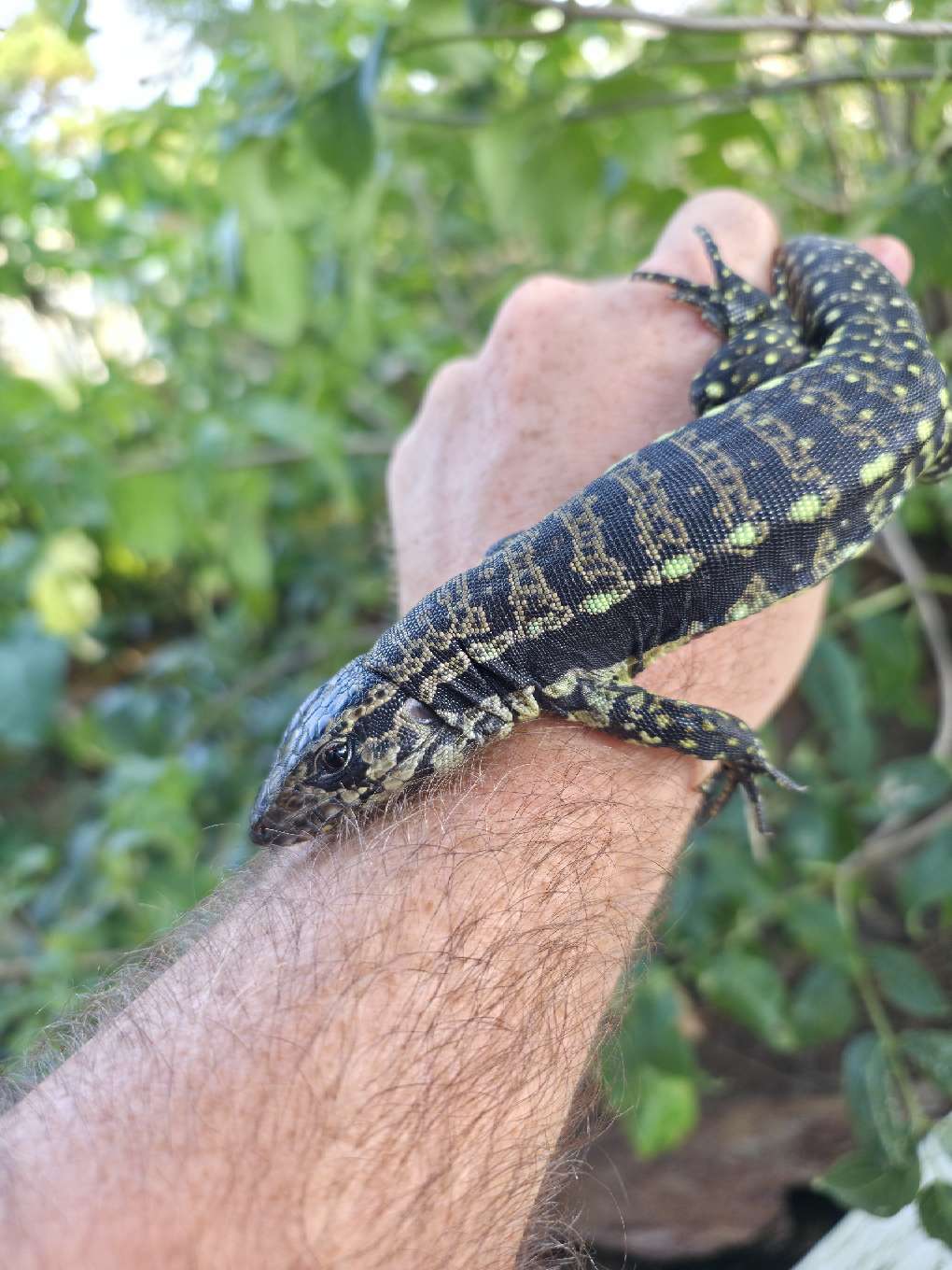 Female Blue Tegu- Legacy  X Stormy
