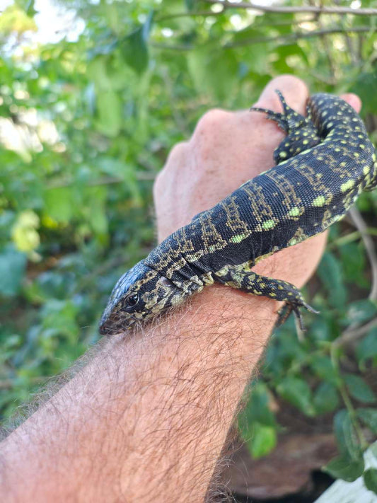 Female Blue Tegu- Legacy  X Stormy