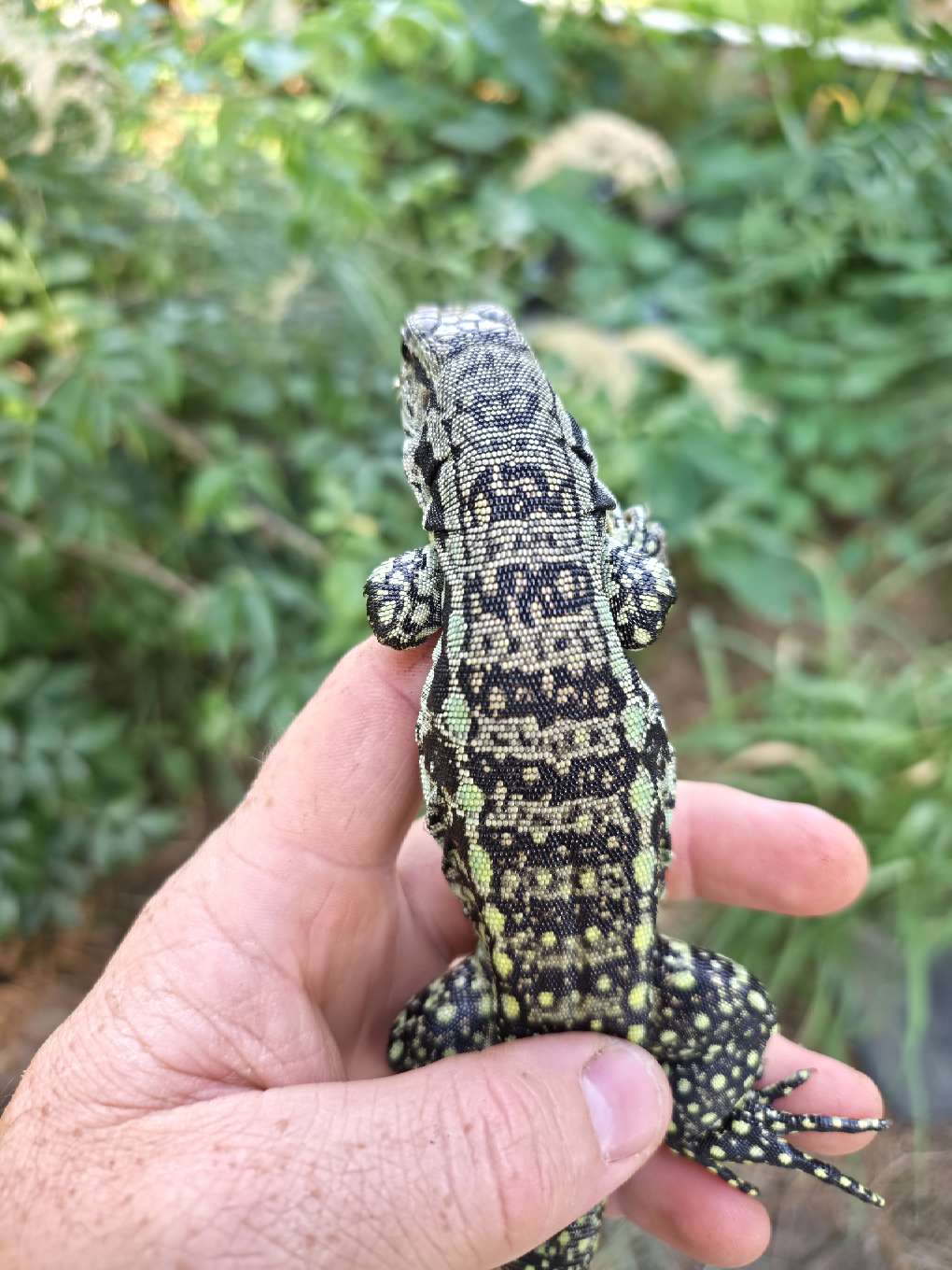 Female Blue Tegu- Aang x Tails