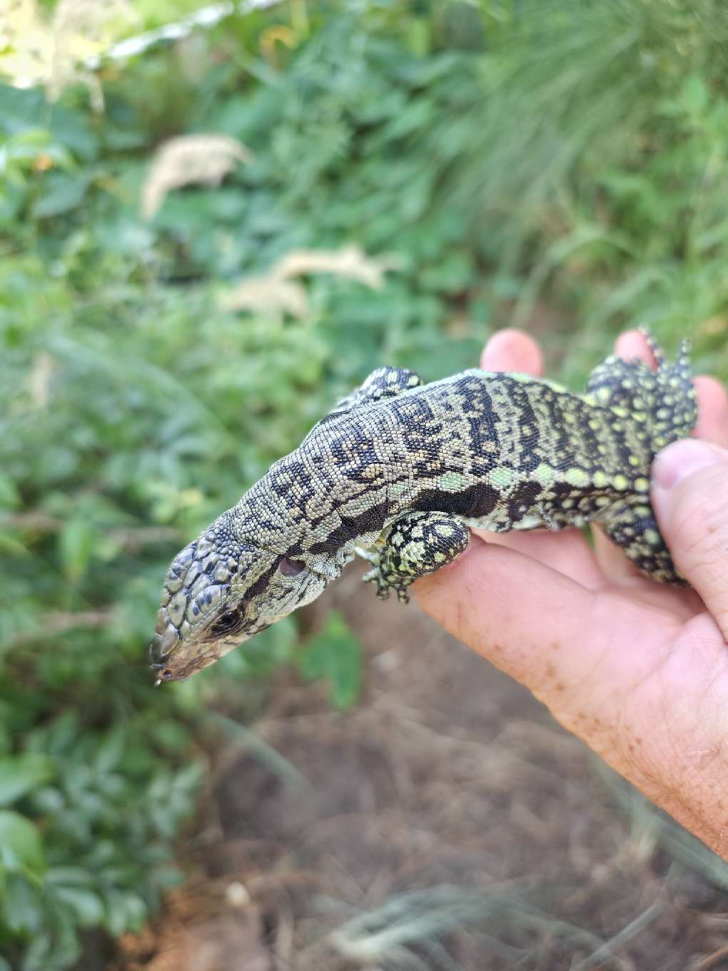 Female Blue Tegu- Aang x Tails