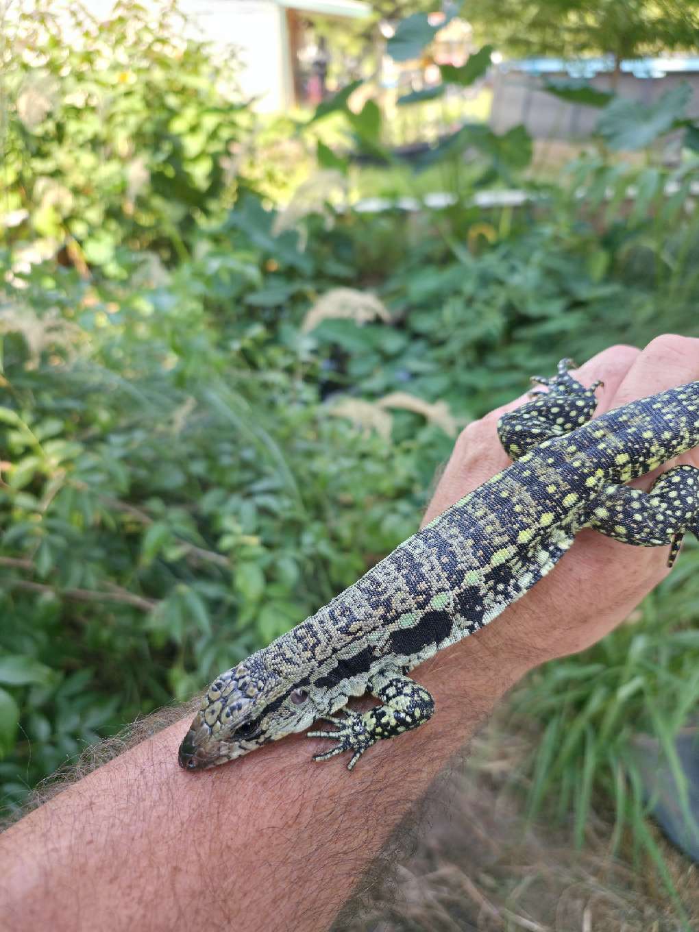 Female Blue Tegu- Aang x Tails