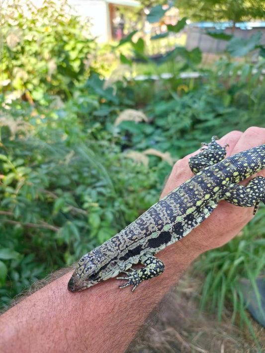 Female Blue Tegu- Aang x Tails