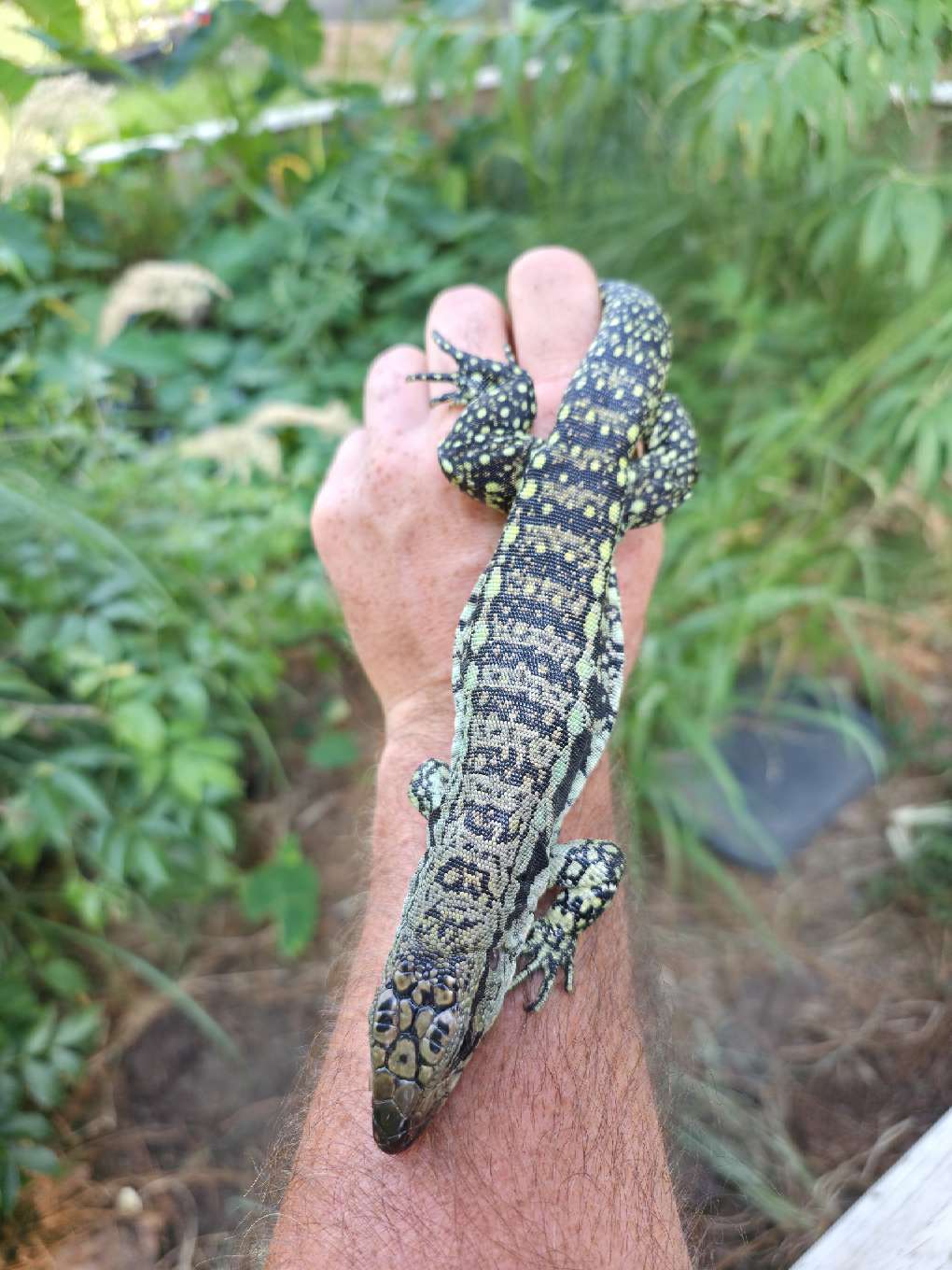 Female Blue Tegu- Aang x Tails